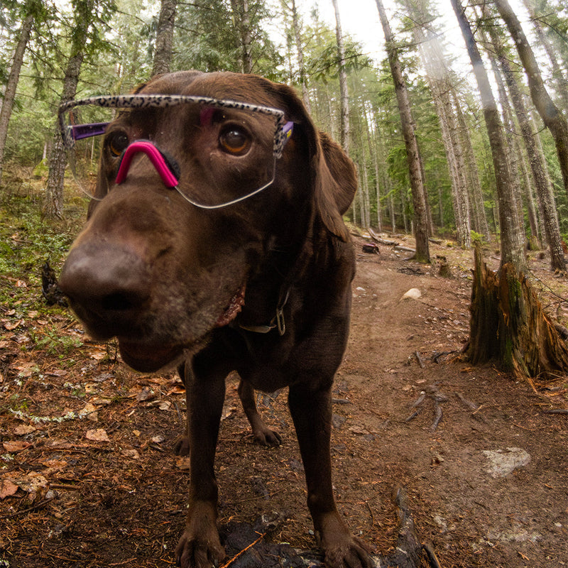 / Smoke | photo_of_dog.JPG | Person wearing The Son Of Beach Try-Hard with Smoke lens